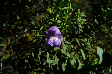 Eremophila weldii flower Denzel Murfet Nullarbor NP